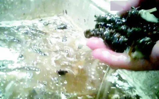 海参养殖爆料视频,揭秘幕后爆料视频背后的真相  第1张